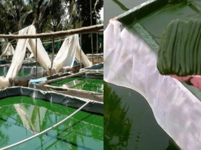 Harvesting & Washing