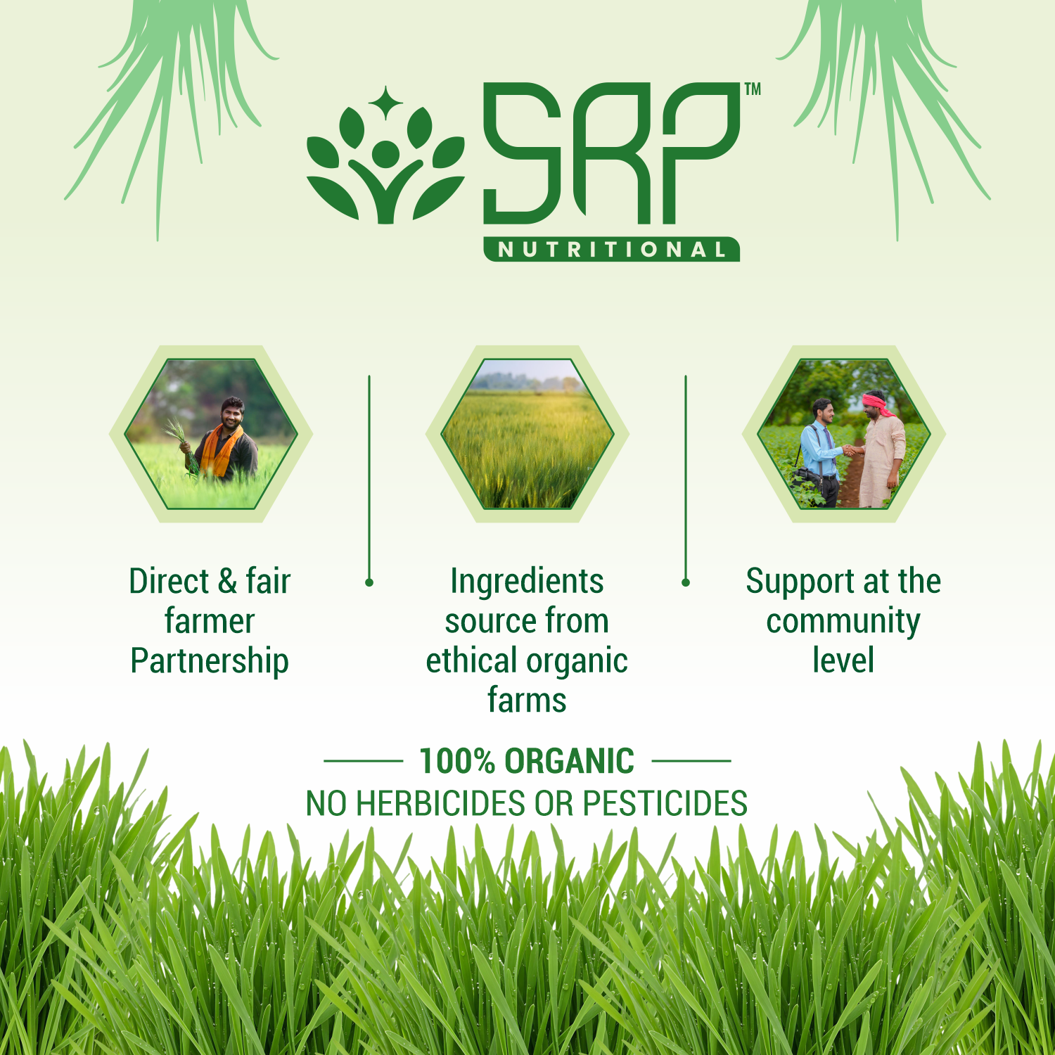 Natural Wheat grass Powder