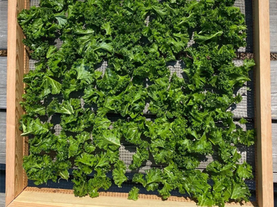 Low-Temperature Drying
