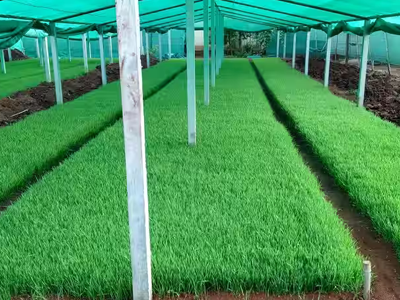 Organic Cultivation